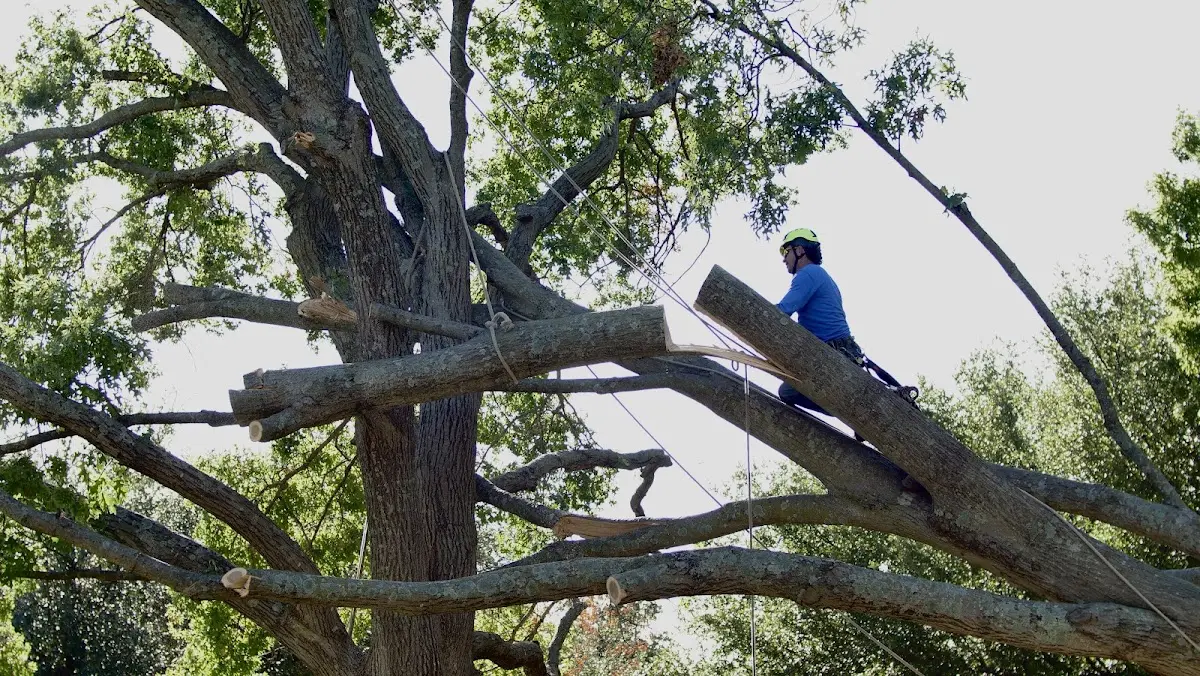 Professional Crown Thinning performed by certified arborists in Madras
